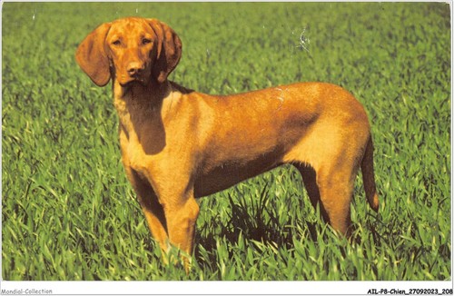 Ailp8 0816 chien braque - -,