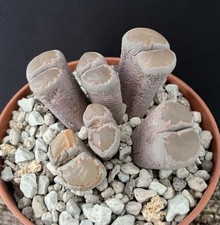 RARE! Lithops Group Adult