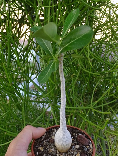 Adenium obesum pachypodium - adenium,