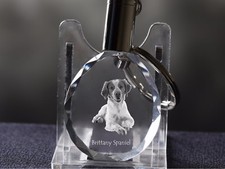 Épagneul Breton, Chien