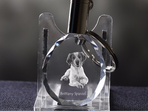 épagneul breton chien - Épagneul,