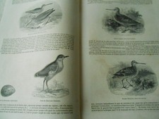 Woodcocks and Snipers 1850