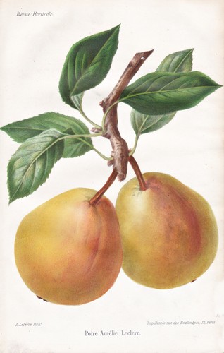 Birne pear fruit pomologie - pear,