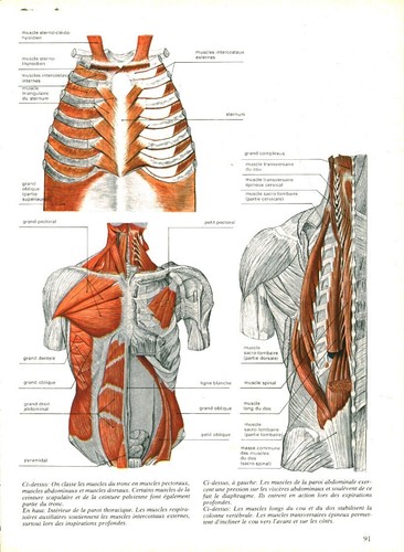Cabinet curiosité anatomie - de,