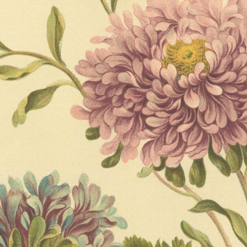 John edwards fleur - john,