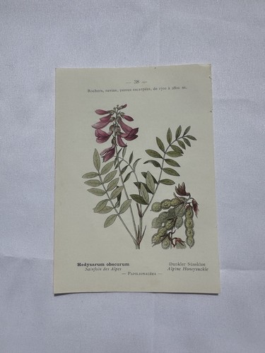 Planche botanique france - planche,