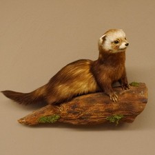 Iltis Préparat En Taxidermie