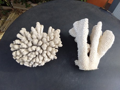 Branches corail blanc - 2,