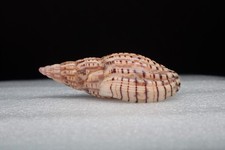 111 - Lyria (Indolyria)