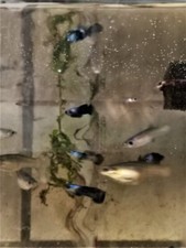 LOT DE 10 POECILIA ENDLER PANDA - GUPPY PANDA