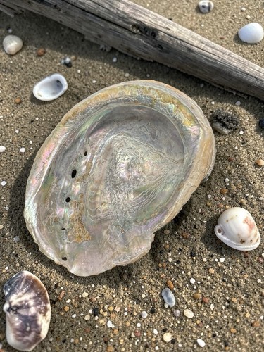 Grand coquillage ormeau - coquillage,