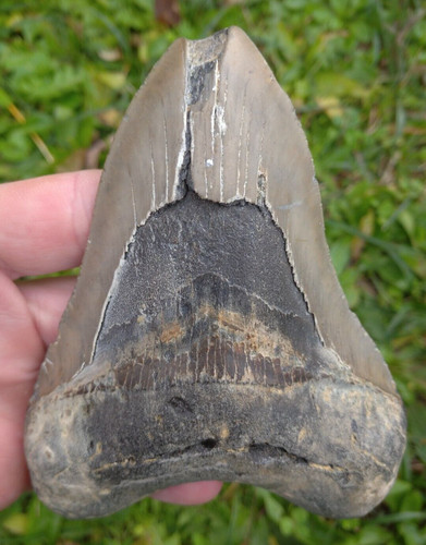 Dent fossile requin - fossile,