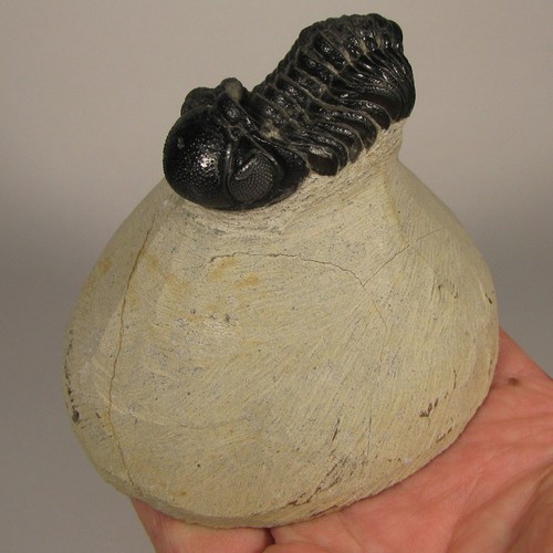 Phacops trilobite fossil - 1.9",