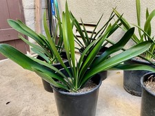 1 Large Mature Clivia Miniata