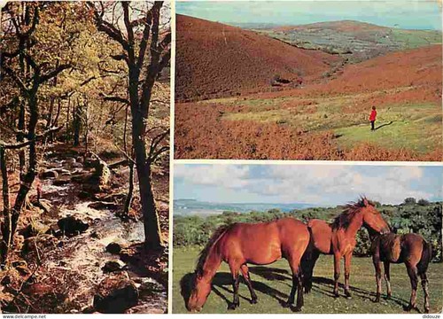 Carte postale animaux - carte,
