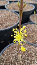 Cornus mas / Cornouiller mâle  / Conteneur de 3 à 4 litres