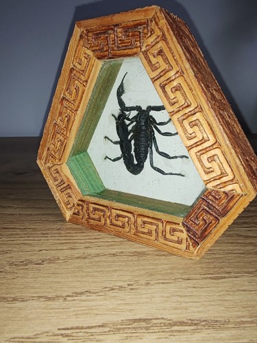 Jolis petite vitrine scorpion - petite,