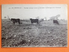 PROVENCE TAUREAUX SAUVAGES vivant en Liberté dans les PÂTURAGES de la CAMARGUE