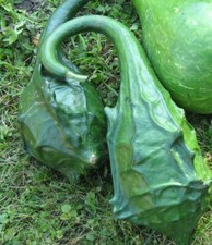 5 Graines Courge Calebasse
