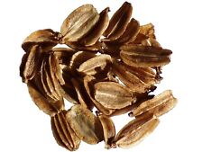 Ache Bergstadt Liebstöckel traité non dilué - Levisticum Ofinalis - - SEM21