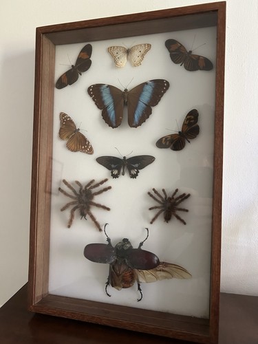 Cadre entomologie taxidermie