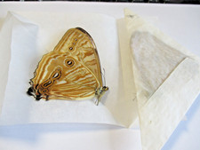 Entomologie Morphinae Morpho