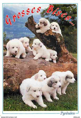 Carte postale animaux - postale,