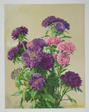 Reine Marguerite De Schryver