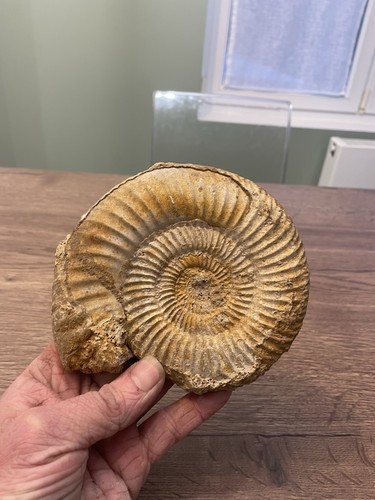 Grande ammonite origine france - grande,