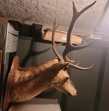 Superbe, imposant et ancien trophée massacre de Cerf Huit Corps taxidermie TBE