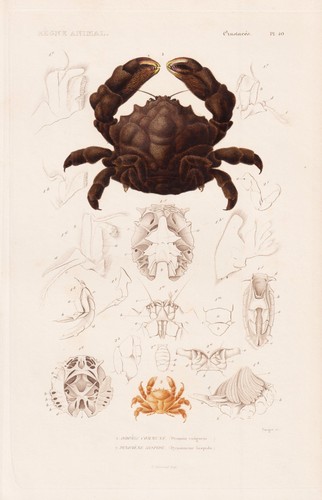 Dromia vulgaris crabes gravure - dromia,