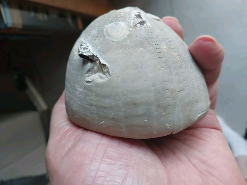 446g echinocorys lambergicus - 446g,,