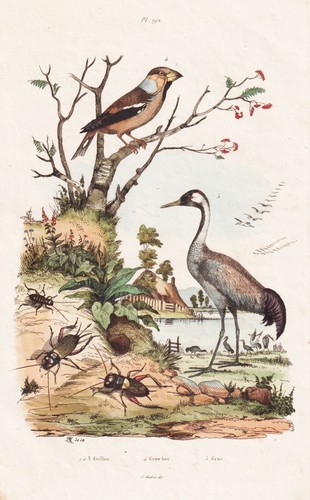 Grues oiseaux grillons - oiseaux,