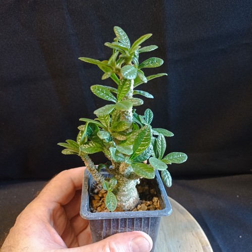 Dorstenia gigas caudex rare - dorstenia,