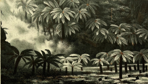 Dicksonia antarctica plant - dicksonia,