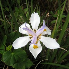 Dietes grandiflora - Iris