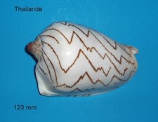 Cymbiola   Nobilis Thailande   123 mm