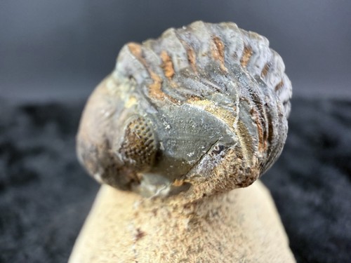 Trilobite fossil sandstone - trilobite, in