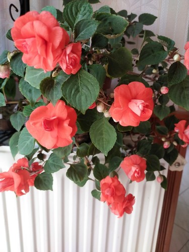 Impatiens rouge double - impatiens,