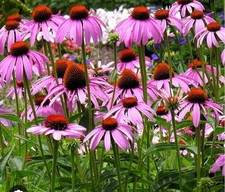 Sachet XXL de 100 graines de Rudbéckia rose – Fleurs vivaces