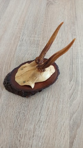 Véritable crâne vintage - , avec