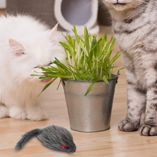 Jouets interactifs pour - , chat