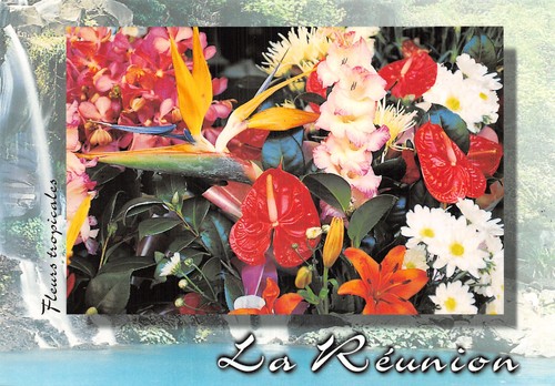974 ile reunion fleurs - la,