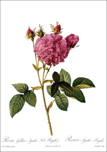 1990 Vintage Print Rose Flower