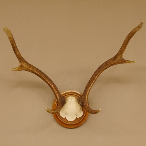 Bois cerf petit - bois,