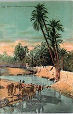 ALGERIE SCENES ET TYPES  - carte postale ancienne [73388]