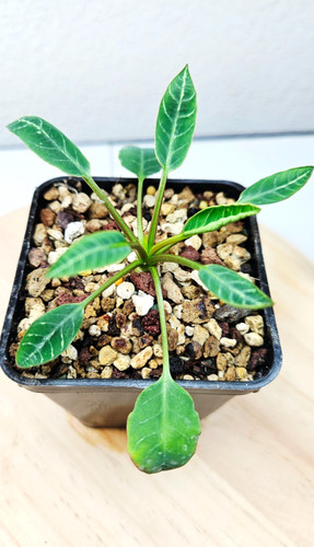 Euphorbia spannringii