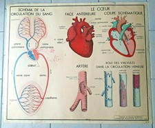 Affiche scolaire Rossignol N°5 Le coeur  N°6 La circulation Tableaux de sciences