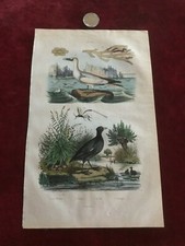 gravure ancienne faune et