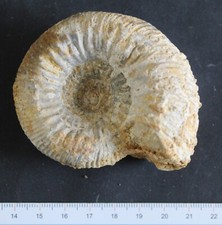 Ammonite fossile Bajocien